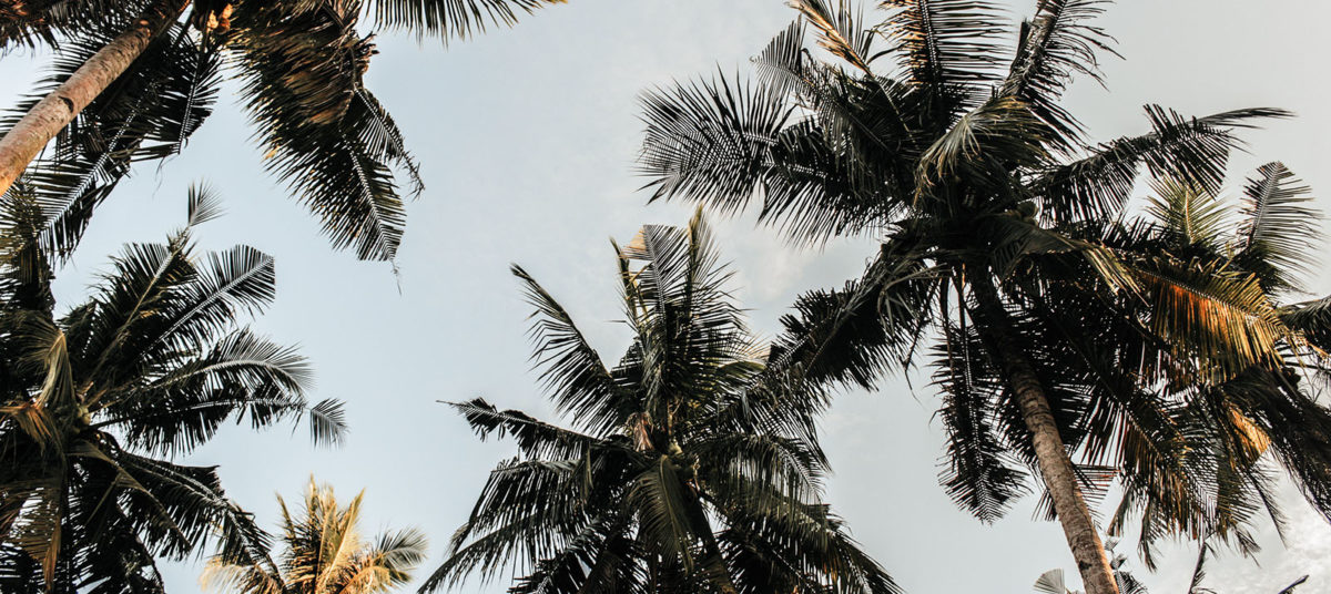 Palm Tree picture Palm Tree picture